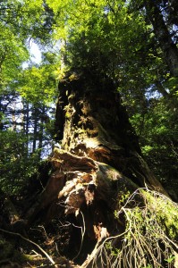 Majestic Trees...