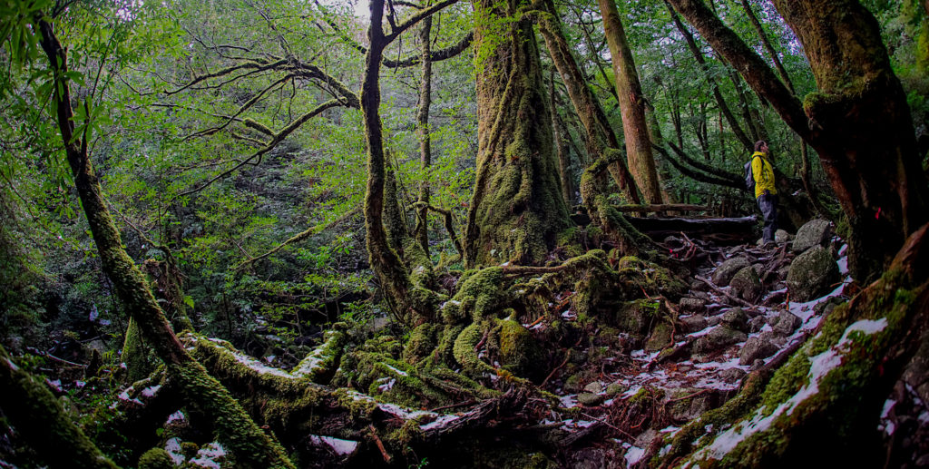 tours yakushima