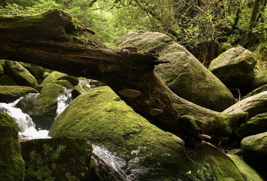 tours yakushima