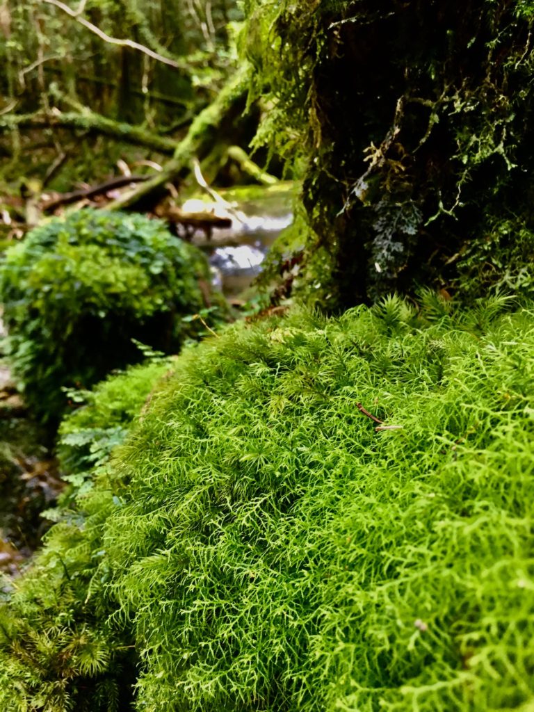 tours yakushima