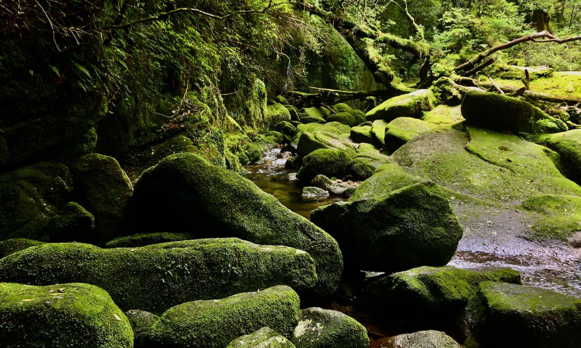 tours yakushima